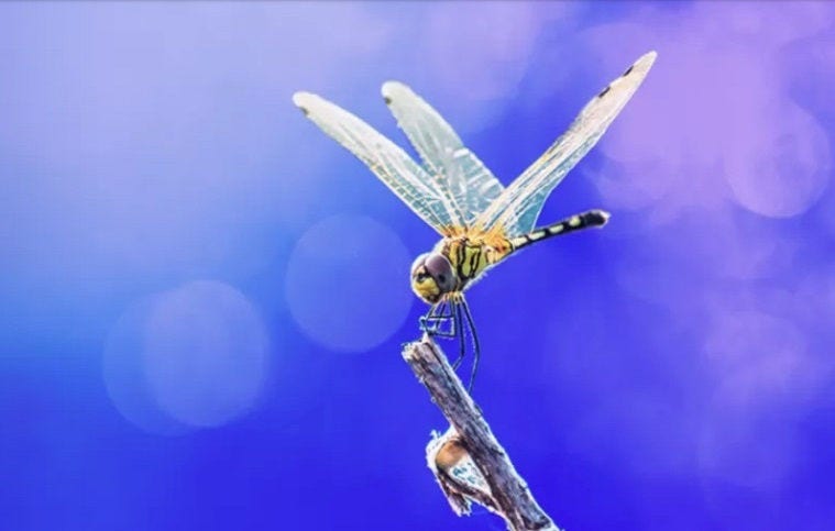 Bee on Stem