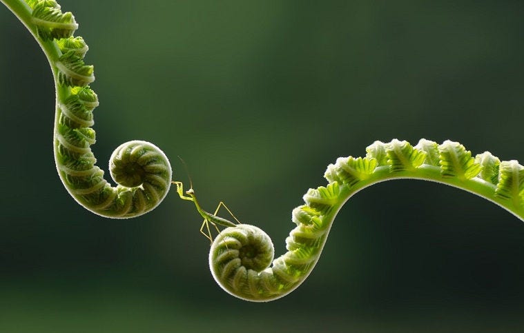 grass hopper between two ropes